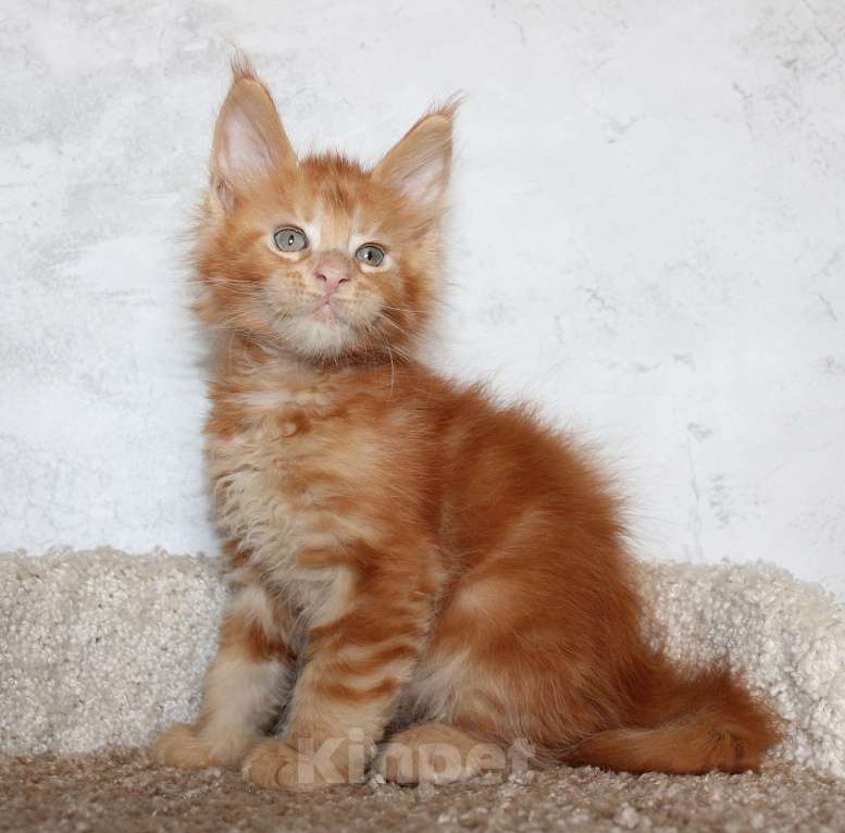 Кошки в Мурманске: Maine-coon Мальчик, 35 000 руб. - фото 4
