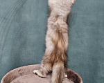 Кошки в Мытищах: Котёнок Мейн-кун Девочка, 40 000 руб. - фото 6