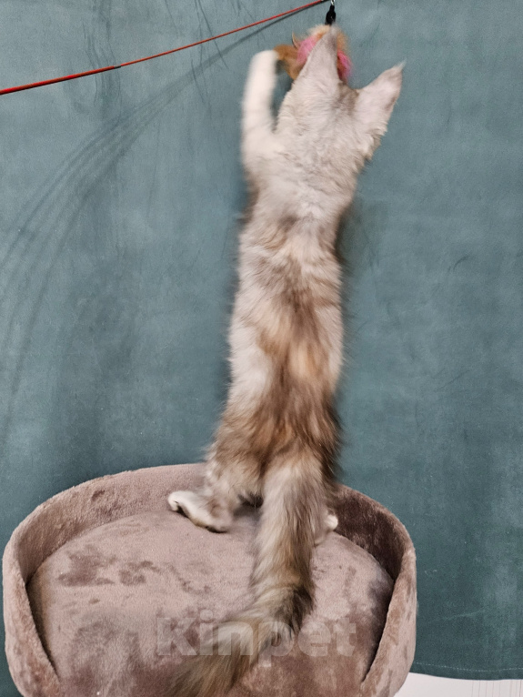 Кошки в Мытищах: Котёнок Мейн-кун Девочка, 40 000 руб. - фото 6