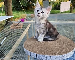 Кошки в Астрахани: Котята мейн-кун Разнополые, 20 000 руб. - фото 1