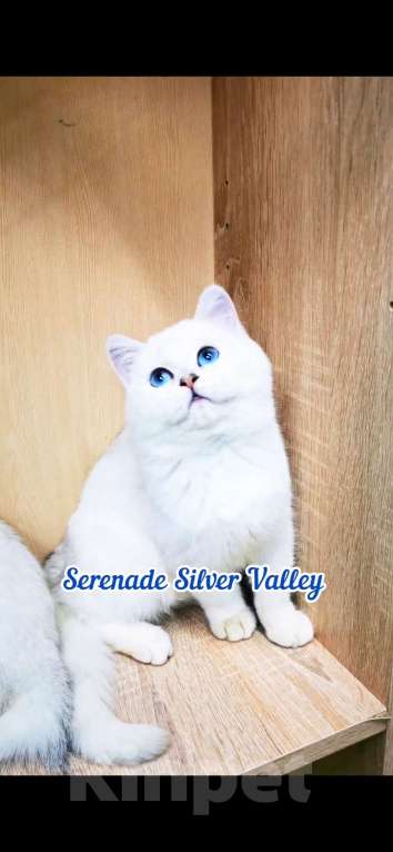 Кошки в Димитровграде: Котенок медвежонок Мальчик, 75 000 руб. - фото 2