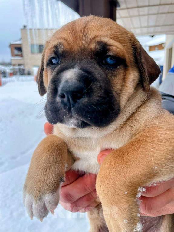 Собаки в Москве: Щенки Мальчик, Бесплатно - фото 4