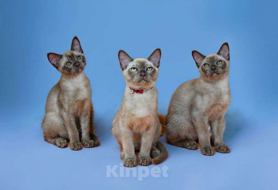 Кошки в Пензе: Бурманские котята Мальчик, 30 000 руб. - фото 1