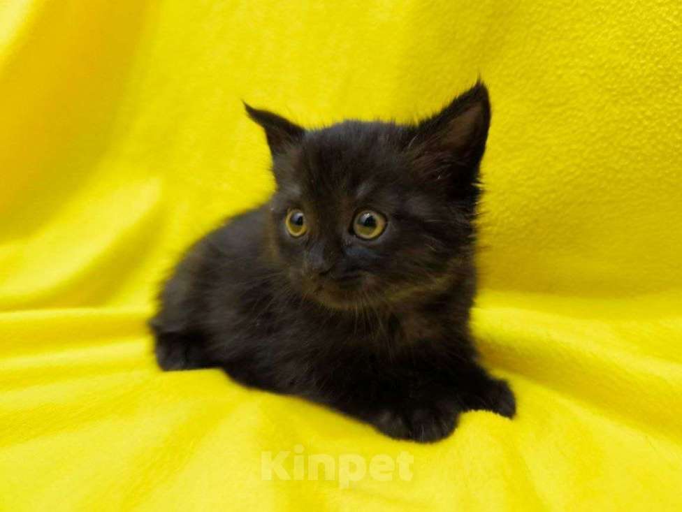 Кошки в Москве: Котята ищут дом Девочка, Бесплатно - фото 3