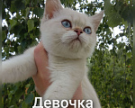Кошки в Арзамасе: Шотландская девочка шиншилла колор поинт  Девочка, 15 000 руб. - фото 8