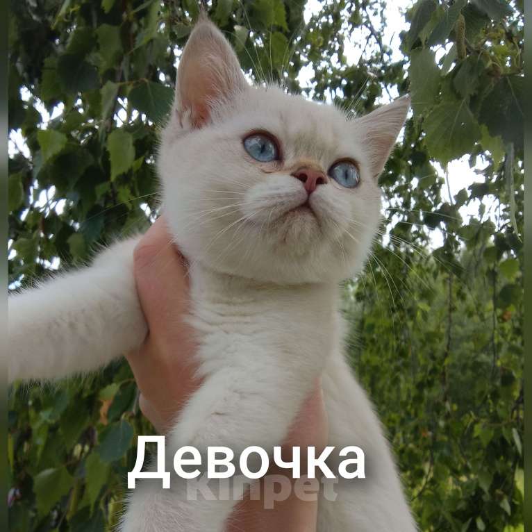 Кошки в Арзамасе: Шотландская девочка шиншилла колор поинт  Девочка, 15 000 руб. - фото 8