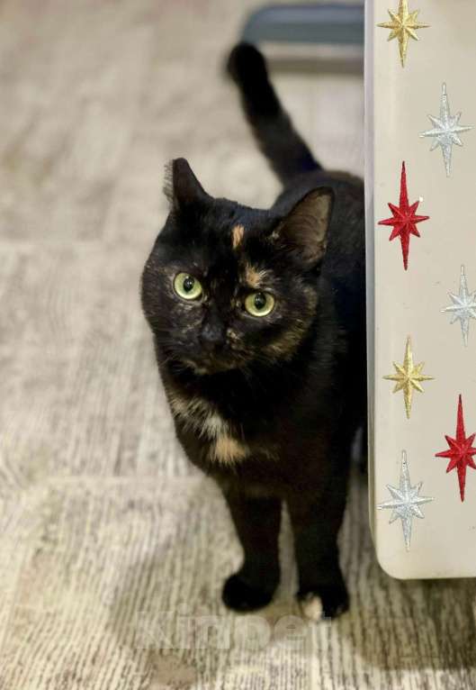 Кошки в Санкт-Петербурге: Кошечка подросток Глашенька.  Девочка, Бесплатно - фото 1