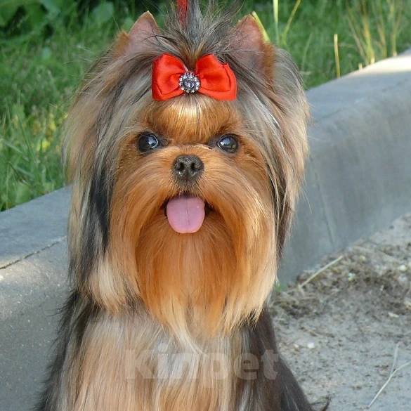 Собаки в Москве: Йорк Вязка Мальчик, 10 000 руб. - фото 9