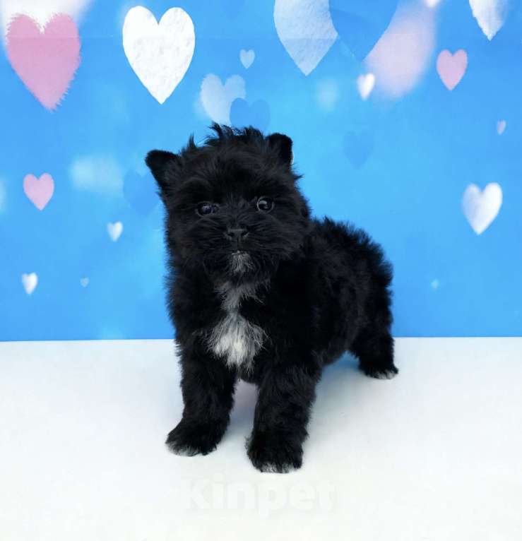 Собаки в Москве: Чёрный йорк мальчик стандарт Мальчик, 80 000 руб. - фото 8