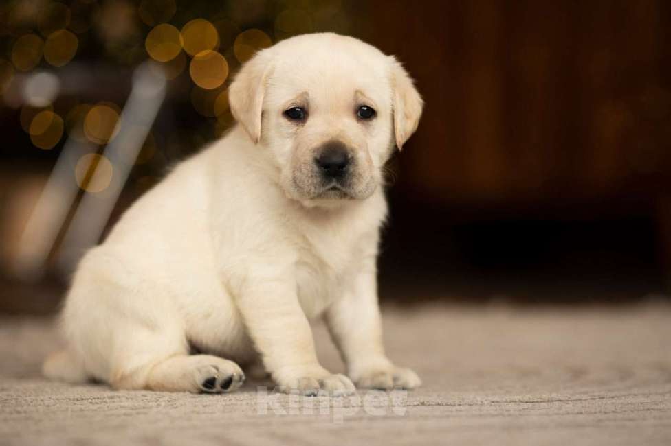 Собаки в Санкт-Петербурге: IRISLAV COMPLIMENT Мальчик, 140 000 руб. - фото 2