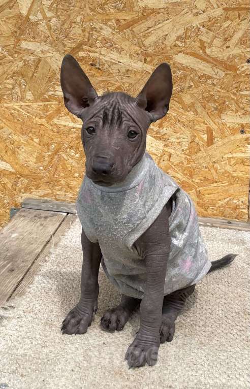 Собаки в Москве: Мексиканская голая собака среднего размера  Мальчик, 80 000 руб. - фото 2