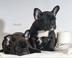 Собаки в Химках: Щенки французского бульдог РКФ Мальчик, Бесплатно - фото 1