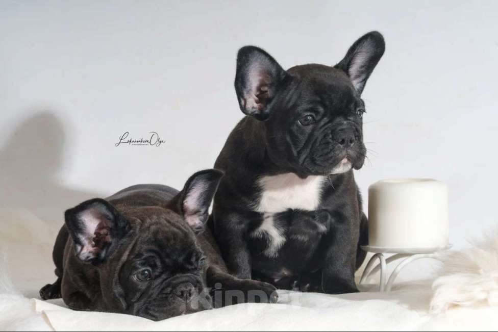 Собаки в Химках: Щенки французского бульдог РКФ Мальчик, Бесплатно - фото 1