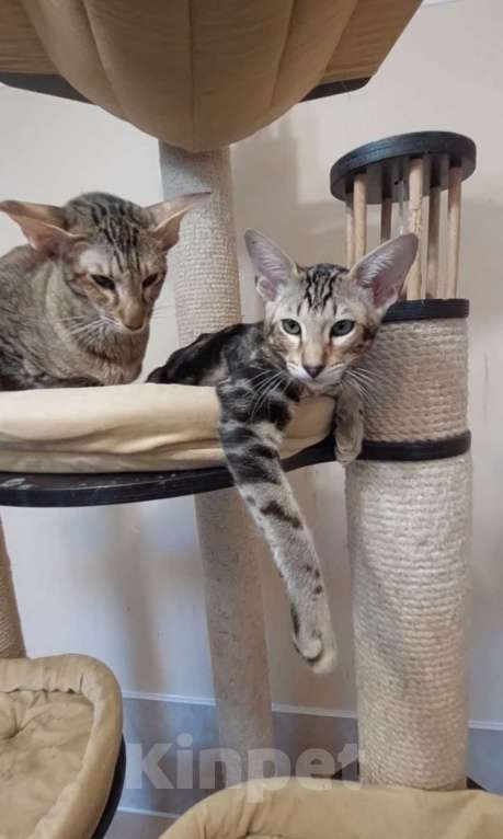 Кошки в Москве: Ориентальные котята Девочка, Бесплатно - фото 6