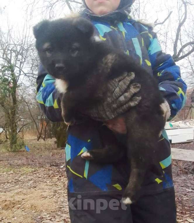 Собаки в Химках: Отдам в добрые руки щенков породы Мальчик, Бесплатно - фото 3
