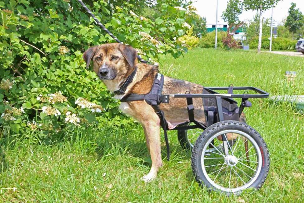 Собаки в Кубинке: Особенная Марта из приюта ищет дом. Девочка, Бесплатно - фото 4