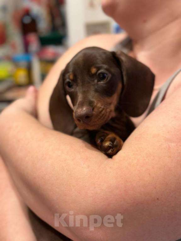 Собаки в Москве: Мальчик РКФ Мальчик, 40 000 руб. - фото 2