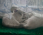 Кошки в Севастополе: Невские котята Мальчик, Бесплатно - фото 4