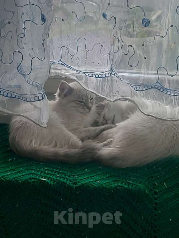 Кошки в Севастополе: Невские котята Мальчик, Бесплатно - фото 4