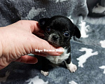 Собаки в Санкт-Петербурге: Чёрного окраса чихуахуа Диана ждёт Вас Девочка, 80 000 руб. - фото 2