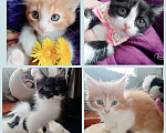 Кошки в Москве: Прелестные 2 мес котятки в добрые руки! Мальчик, 10 руб. - фото 1