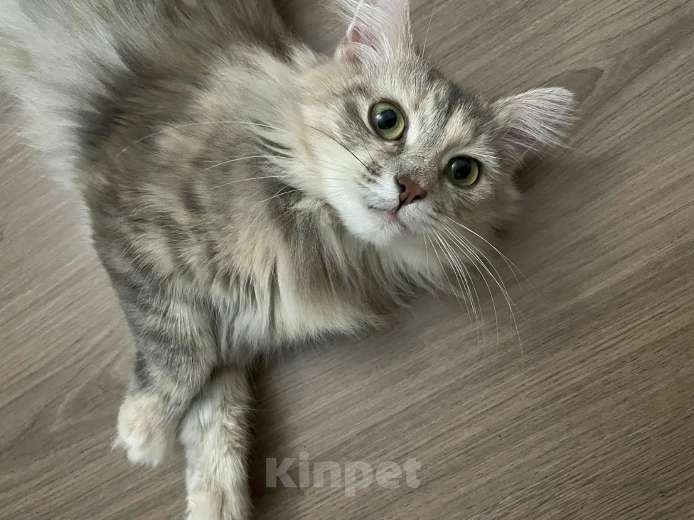 Кошки в Великом Новгороде: Отдам кошку в добрые руки Девочка, Бесплатно - фото 3