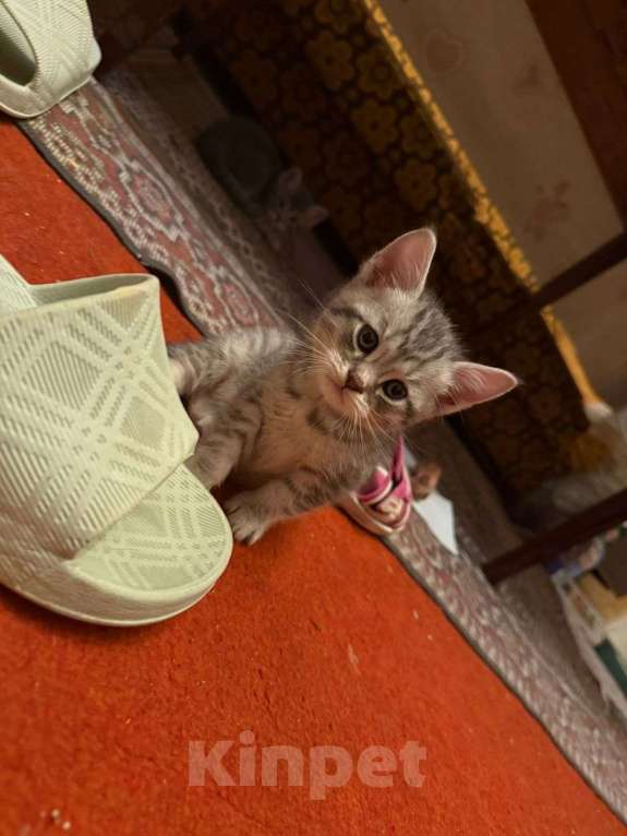 Кошки в Москве: Шотландская вислоухая кошка котенок Мальчик, 15 000 руб. - фото 2