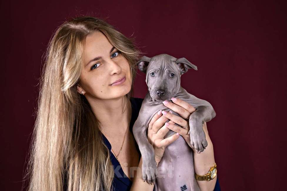 Собаки в других городах Московской области: Щенки Тайского Риджбека Девочка, Бесплатно - фото 10