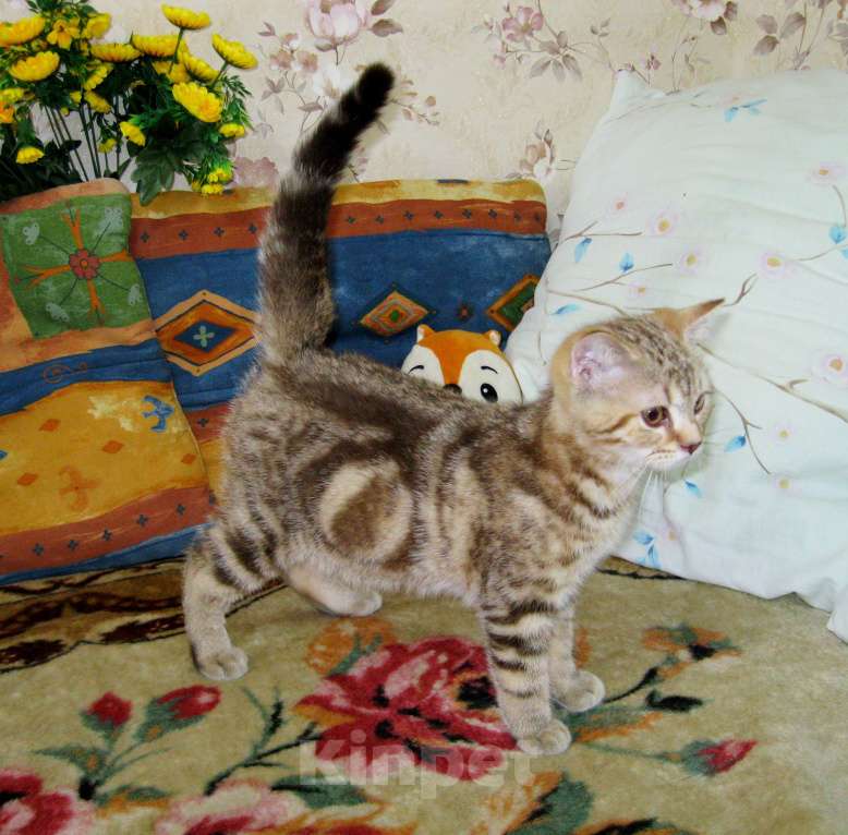 Кошки в Ставрополе: Шотландские красавчики Мальчик, 10 000 руб. - фото 4