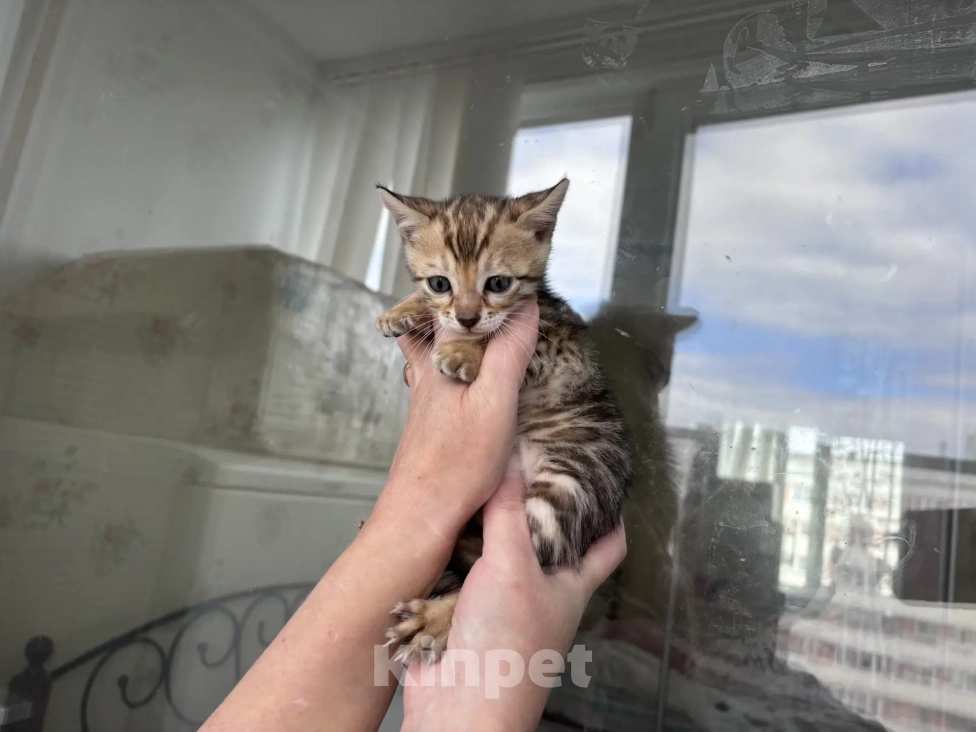 Кошки в Санкт-Петербурге: Бенгальский котёнок Девочка, 45 000 руб. - фото 3