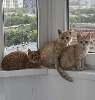 Объявление: Рыжие котята ищут дом, Бесплатно, Москва