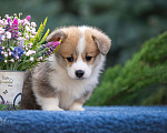 Собаки в Геленджике: Вельш корги щенок мальчик Мальчик, Бесплатно - фото 4