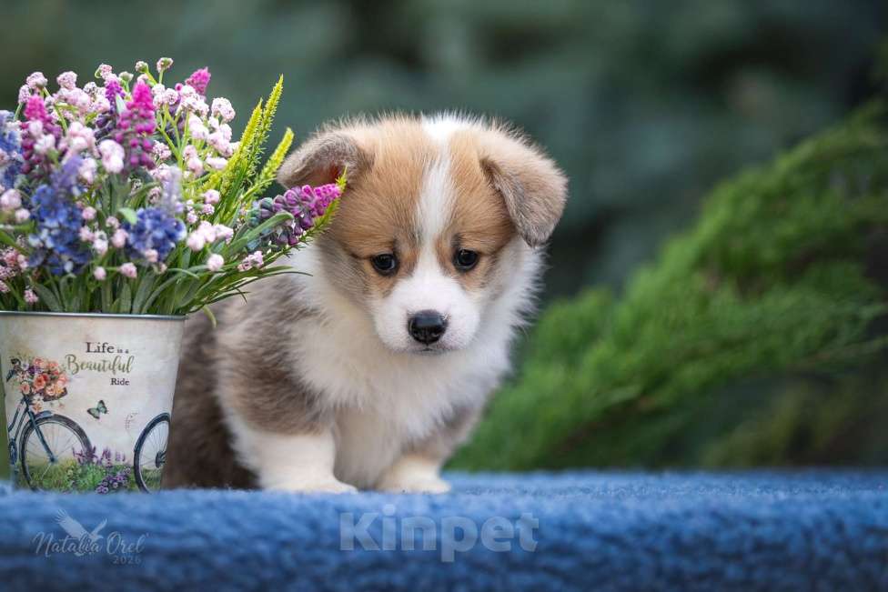 Собаки в Геленджике: Вельш корги щенок мальчик Мальчик, Бесплатно - фото 4