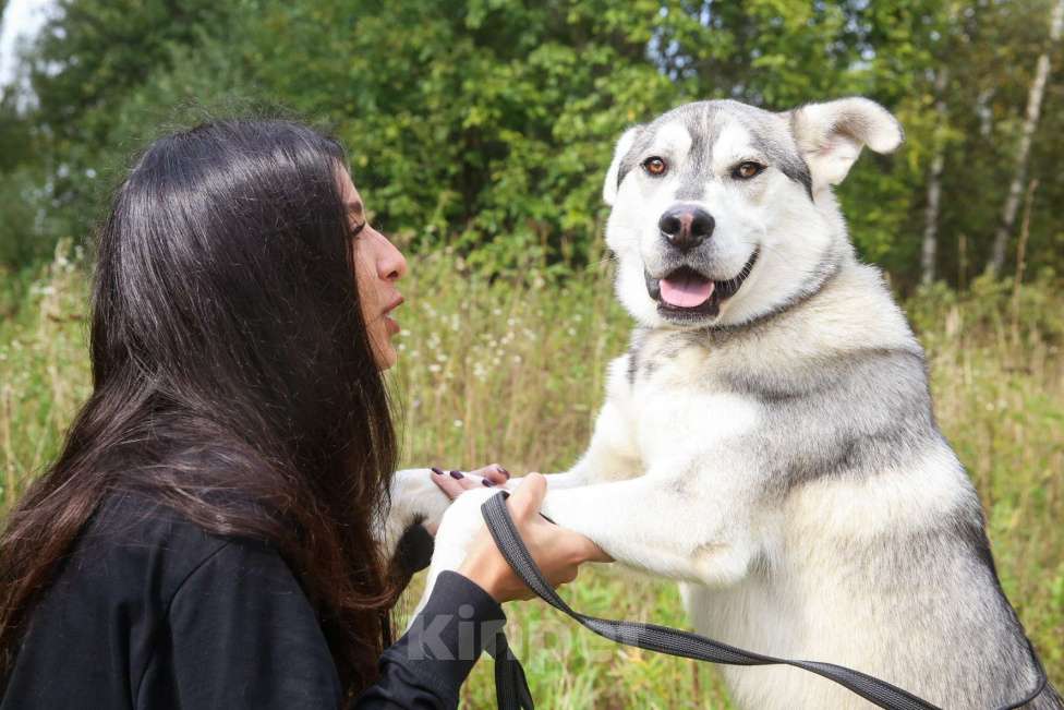 Собаки в Москве: Серенький Мальчик, Бесплатно - фото 35