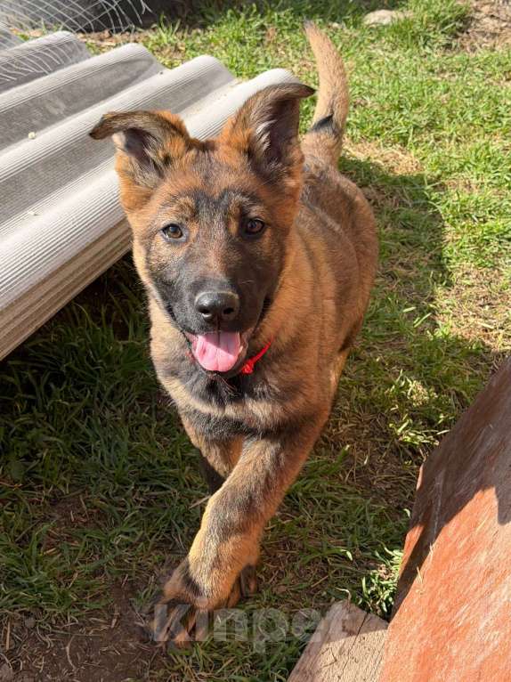 Собаки в других городах Крыма: Щенок немецкой овчарки Девочка, Бесплатно - фото 2
