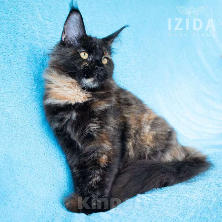 Кошки в других городах Воронежской области: Izida Dark Flame Девочка, 50 000 руб. - фото 8