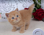 Кошки в Санкт-Петербурге: Британский солнечный котик  Мальчик, 40 000 руб. - фото 4