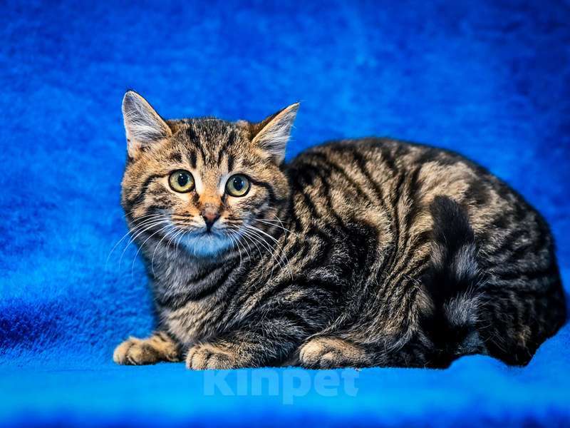 Кошки в Москве: Котята — метисы британской породы в добрые руки Девочка, Бесплатно - фото 9