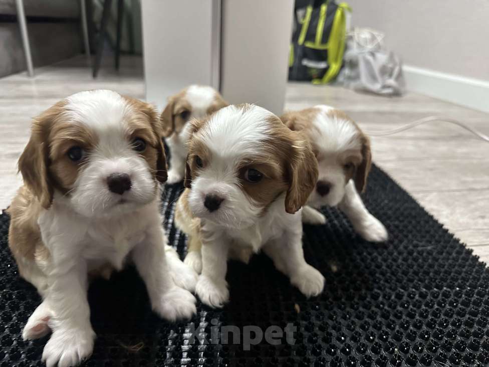 Собаки в Санкт-Петербурге: Кавалер Кинг Чарльз спаниель Мальчик, 65 000 руб. - фото 1