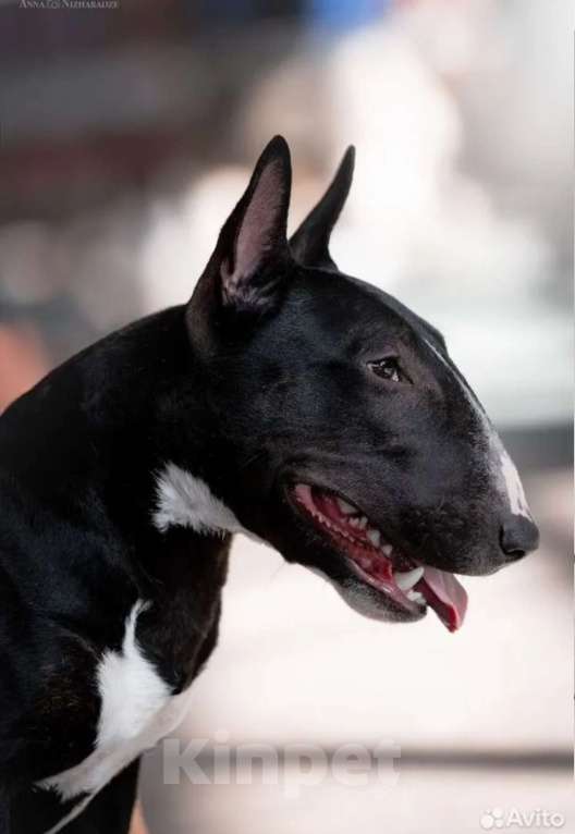 Собаки в Сургуте: Он готов подарить вам своё сердце!  Мальчик, 100 000 руб. - фото 6