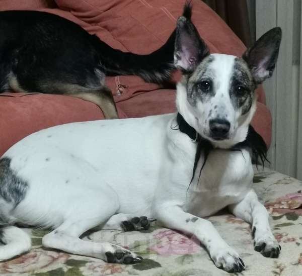 Собаки в Москве: Спасите Бэль от приюта! Девочка, Бесплатно - фото 4