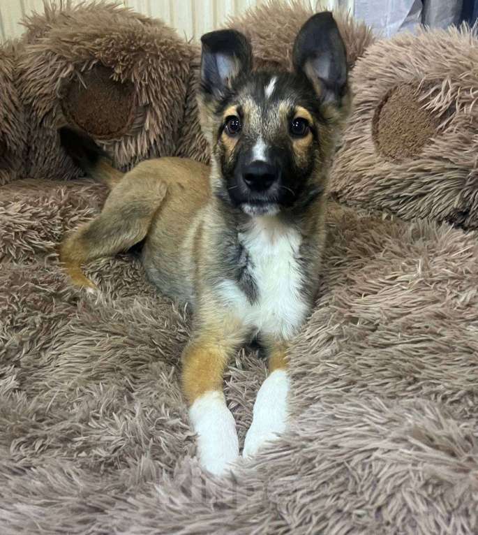 Собаки в других городах Московской области: Месси якутенок из ппбж Мальчик, Бесплатно - фото 2