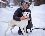 Собаки в Москве: Веселая, позитивная собака-улыбака! Девочка, Бесплатно - фото 7