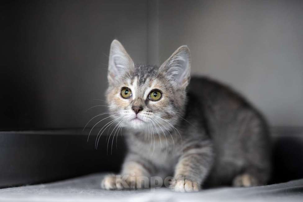 Кошки в Москве: Пиклс Мальчик, Бесплатно - фото 2