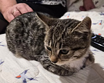 Кошки в Москве: Котёнок в добрые руки Девочка, Бесплатно - фото 3