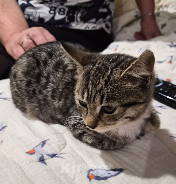 Кошки в Москве: Котёнок в добрые руки Девочка, Бесплатно - фото 3