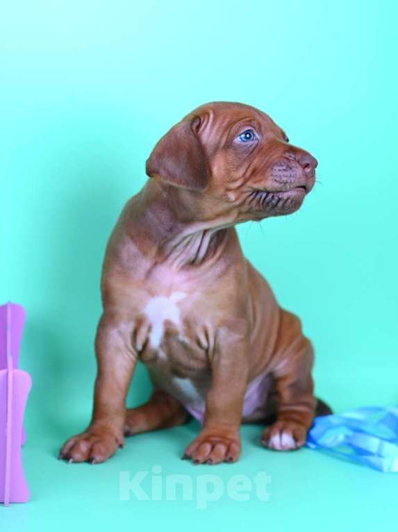 Собаки в Москве: Яркий мальчик родезийского риджбека Мальчик, Бесплатно - фото 4