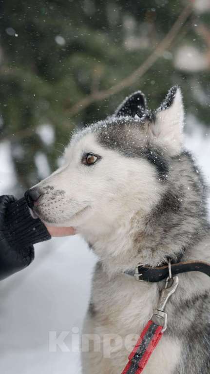 Собаки в Воскресенске: Байра в поисках дома! Девочка, Бесплатно - фото 6