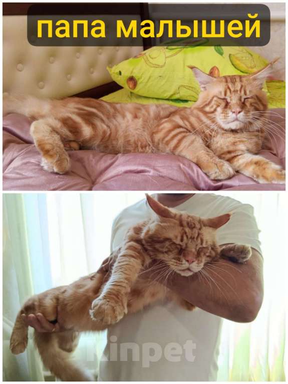 Кошки в Пролетарске: Бронь котят Мейн-Кунят  Мальчик, 12 000 руб. - фото 6