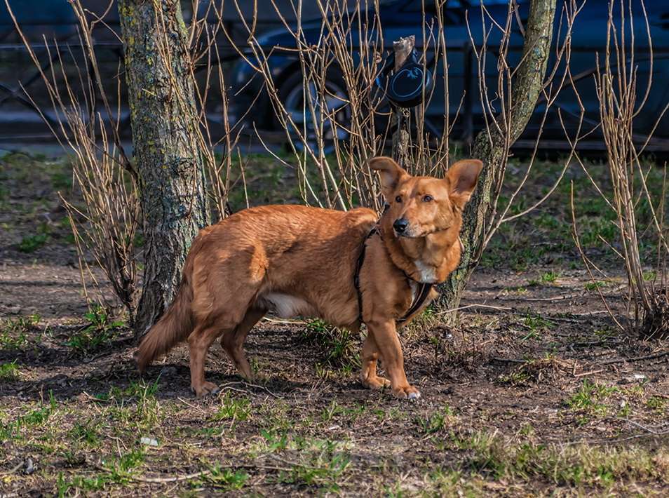 Собаки в Санкт-Петербурге: Красивый маленький воспитанный пёсик Мальчик, Бесплатно - фото 10